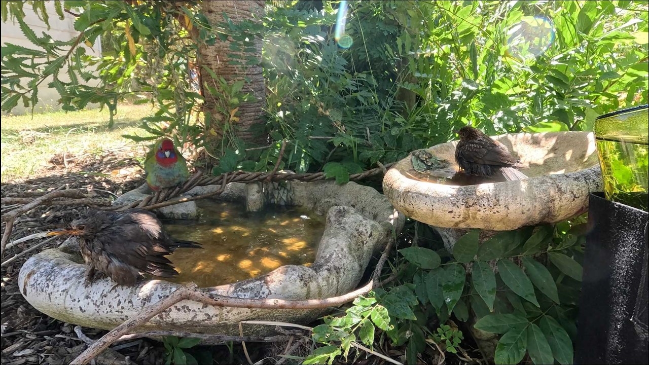 Chaos at the Birdbath! Blackbirds try sharing with a Juvenile Crimson Rosella