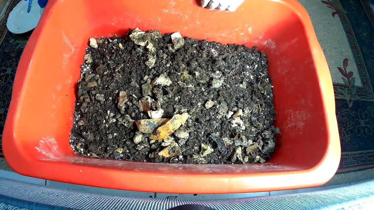 KIRMIZI KALİFORNİYA SOLUCANI İLK BAŞLAYANLAR İÇİN ÖNEMLİ SONUÇLAR