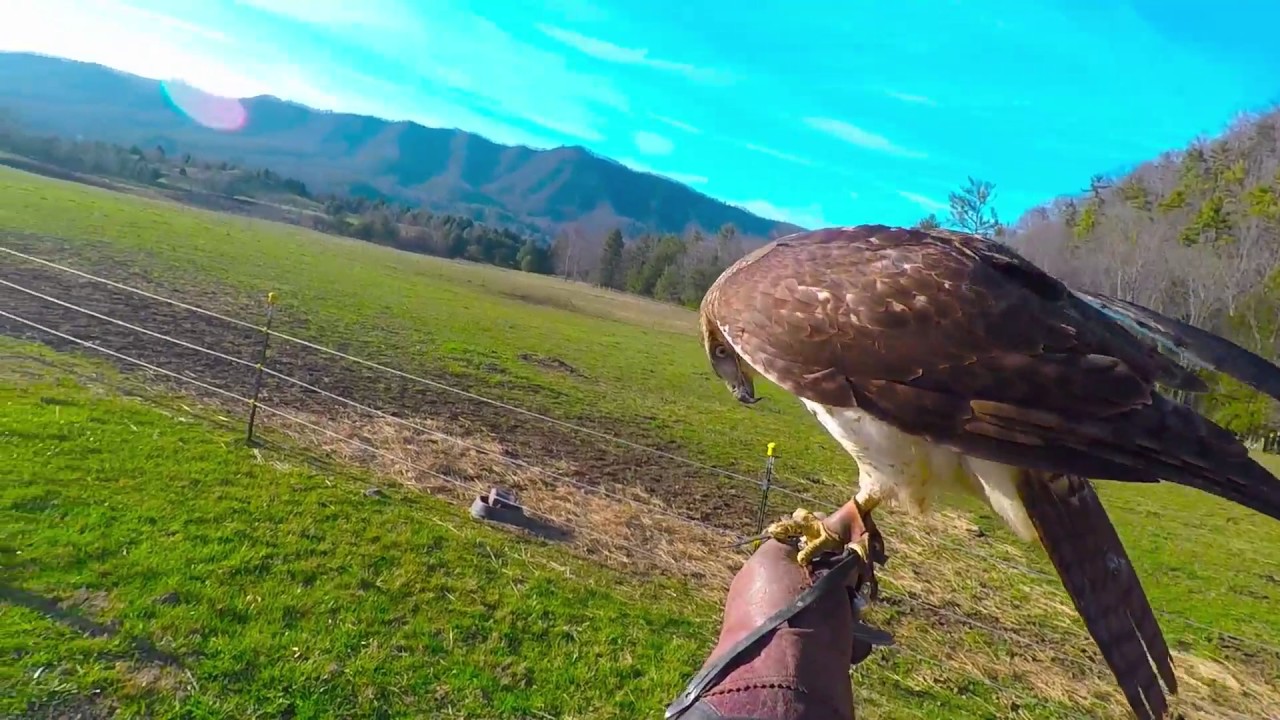 Falconry passage male red-tail hawk flight videos