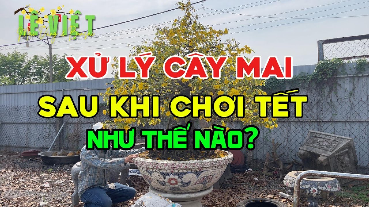 Xử Lý Cây Mai Vàng sau khi Chơi Tết như thế nào cho hợp lý: Thời điểm lặt bỏ nút nụ, thời điểm cắt.