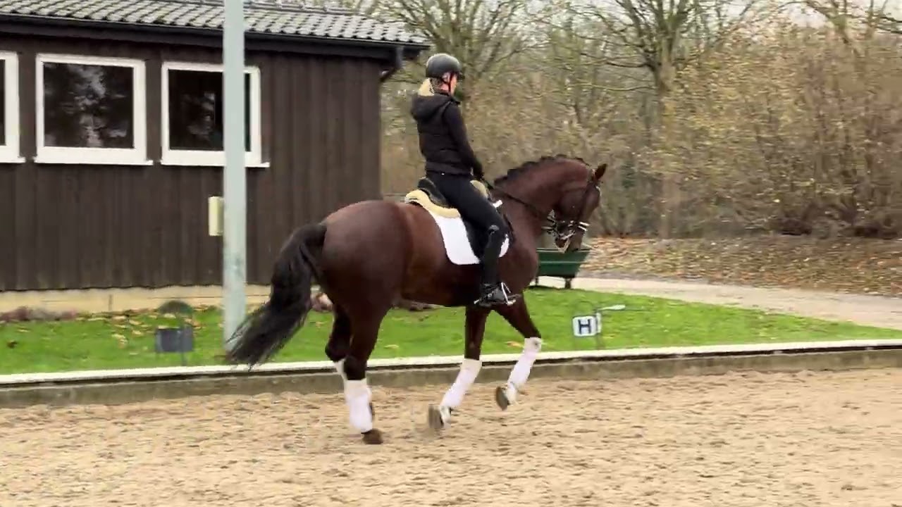 Gelding by Fidertanz *2014