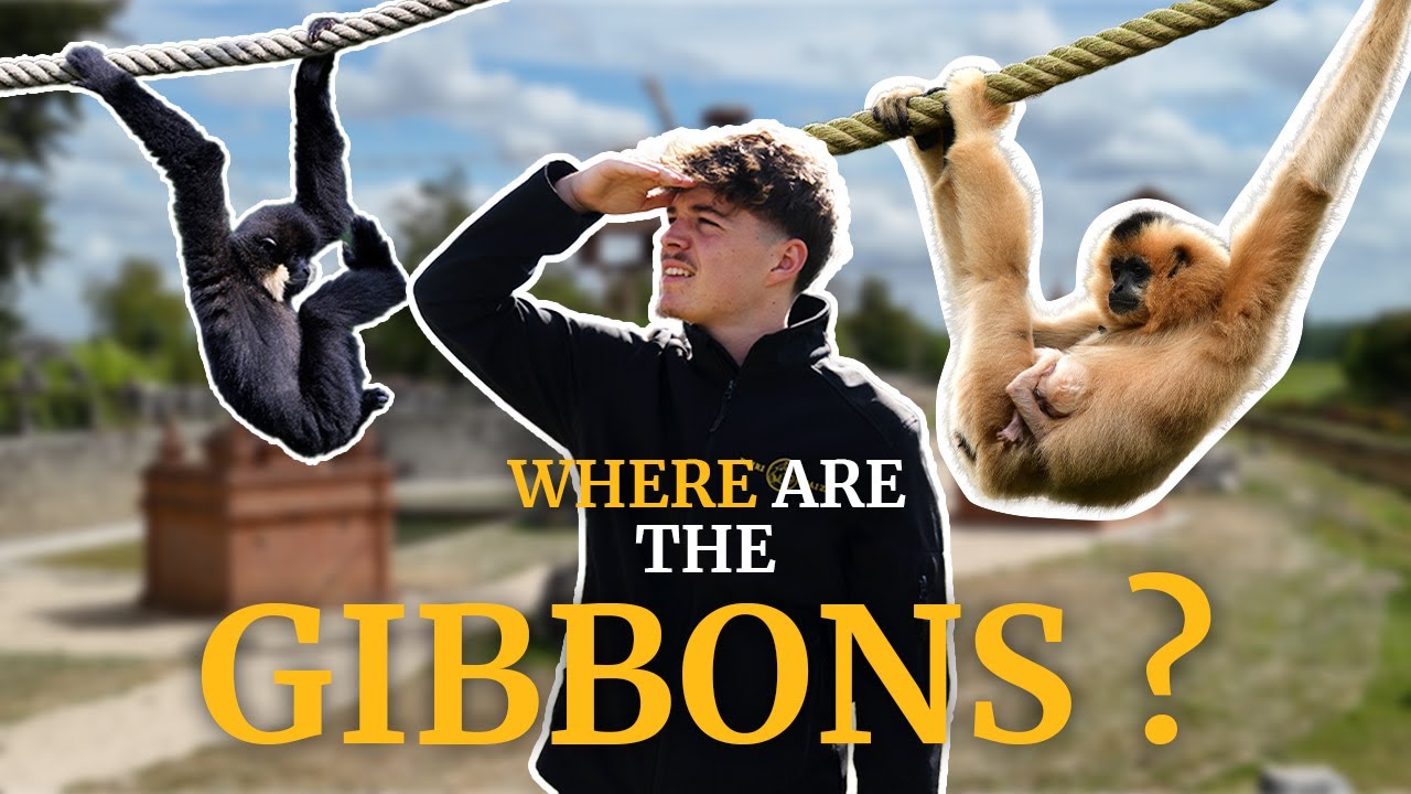 🐒 Après une semaine d'attente...Les gibbons explorent leur nouveau territoire !