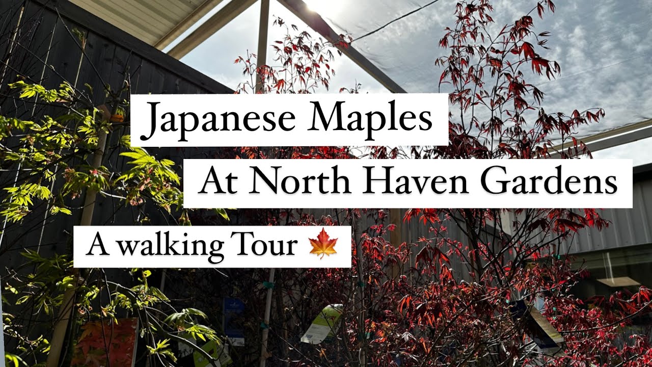 Japanese Maples a Walking Tour - North Haven Gardens Dallas Texas