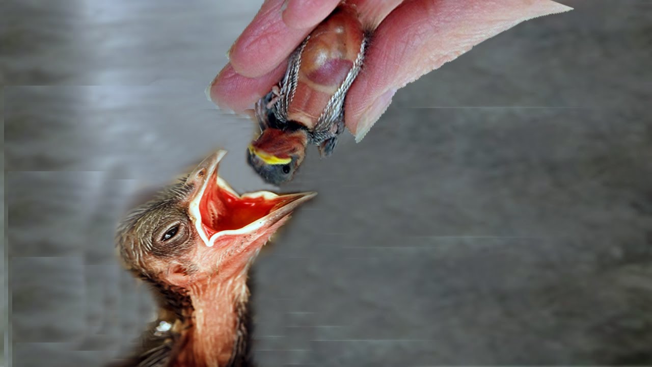 Raising Baby Starling Bird  Took More A Month Until It Juvenile | Sum Up
