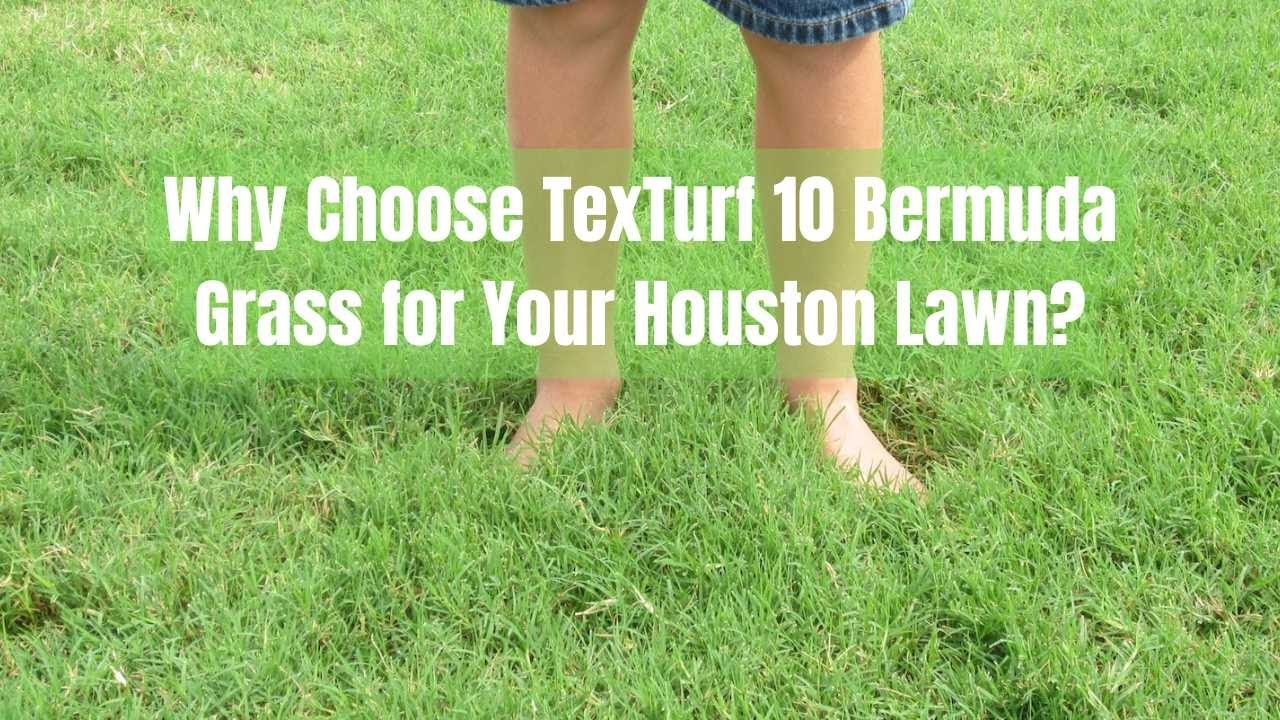 Why Choose TexTurf 10 Bermuda Grass for Your Houston Lawn - Pearland - Sugar Land - Missouri City