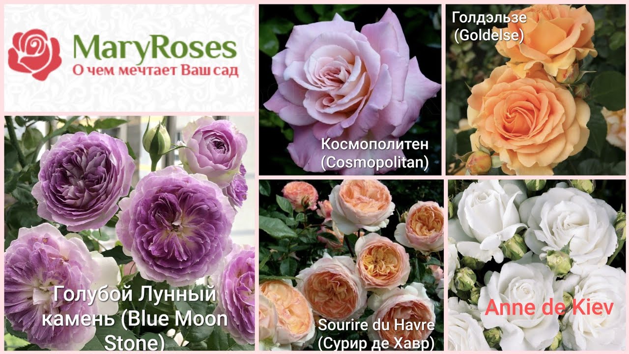 И СЕРДЦЕ БИТЬСЯ ПЕРЕСТАЛО...❤️‍🩹 Посылка с розами от Маши Харченко.🌹❤️28 сентября 2023 г.
