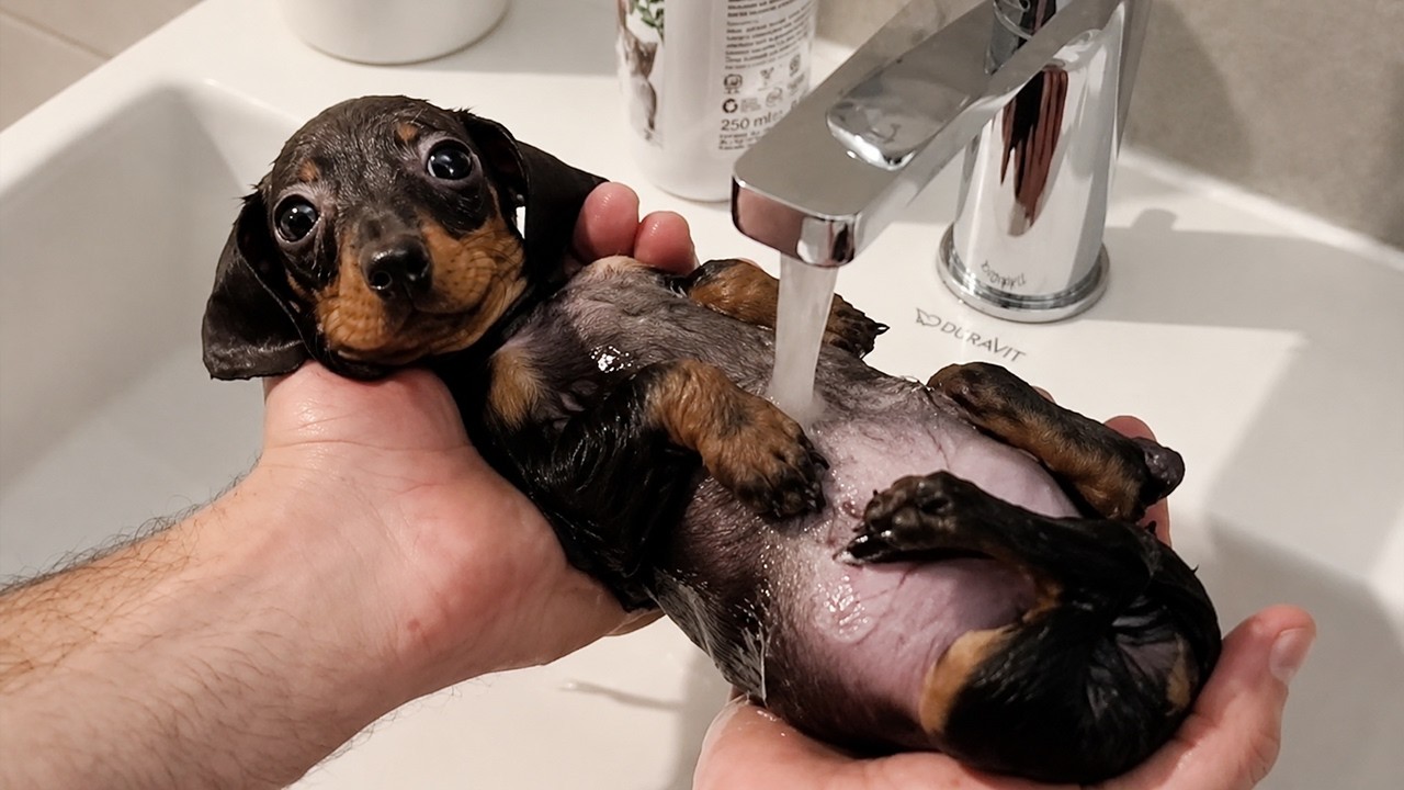When Your Dog&rsquo;s Reaction To Her Bath Is Absolutely Hilarious 🤣