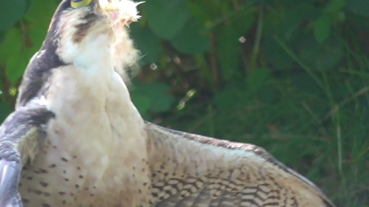 Wildlife from Scotland trip July 2017