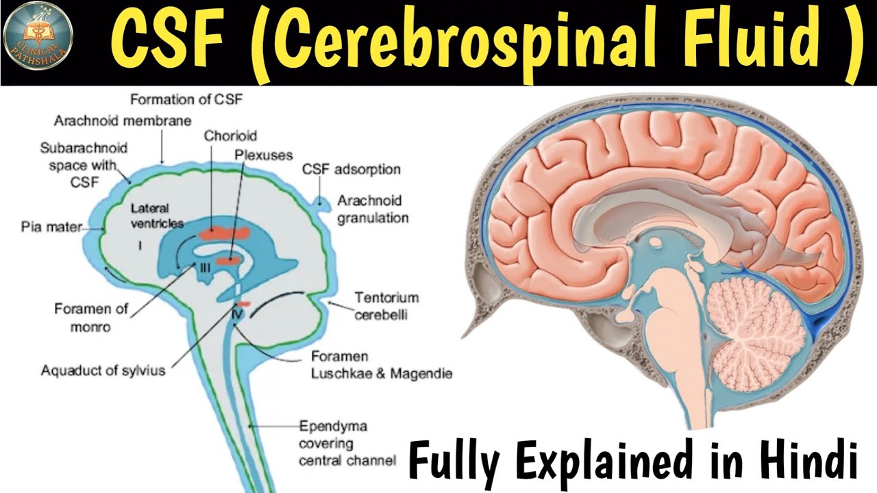 Cerebrospinal Fluid (CSF) Physiology: Formation, Circulation & Absorption | Full Hindi Explanation