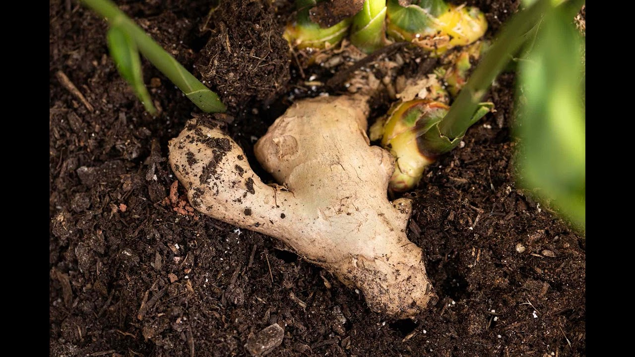 Grow Your Own Ginger: A Step-by-Step Guide