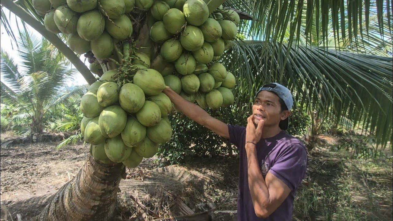 BERKAH LAHAN BEKAS RAWA PESISIR TRANSMIGRASI KALIMANTAN