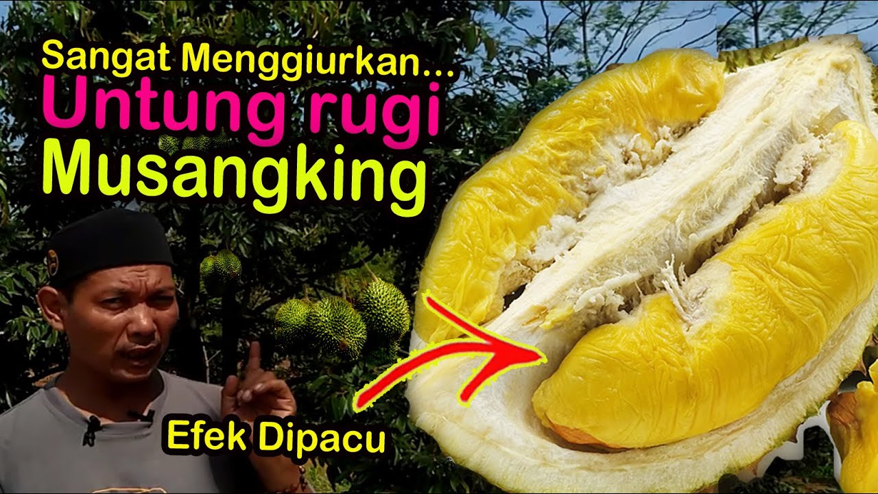 Pohon durian musang king di indonesia
