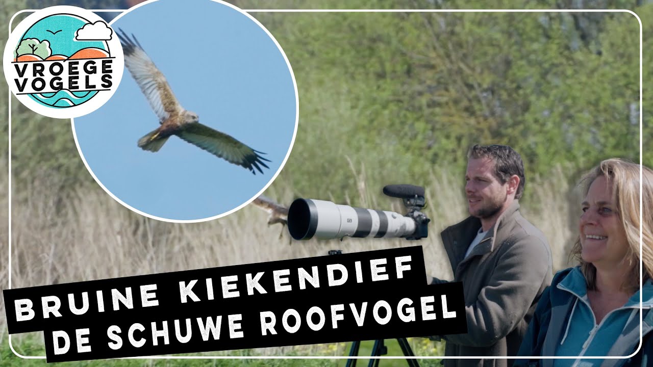 Bruine kiekendief, schuwe roofvogel tussen het riet | TV | Vroege Vogels