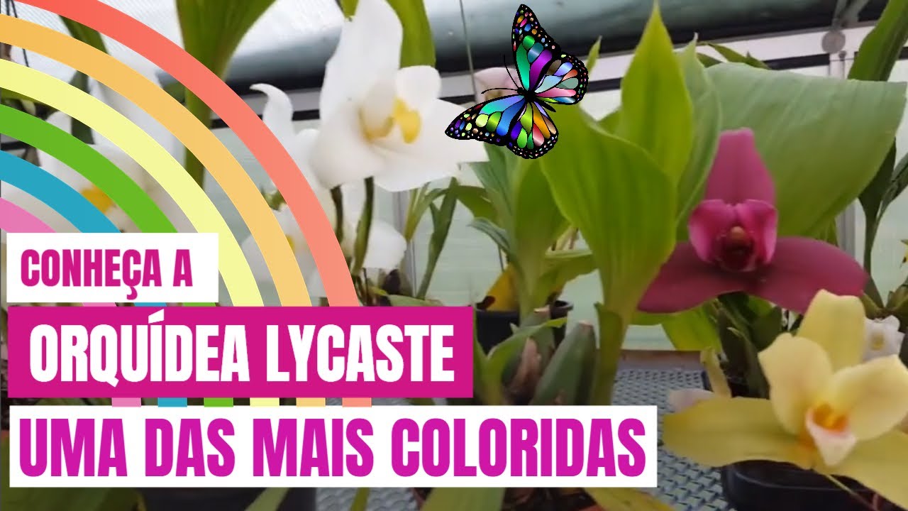 COMO CUIDAR DE ORQUÍDEAS LYCASTE