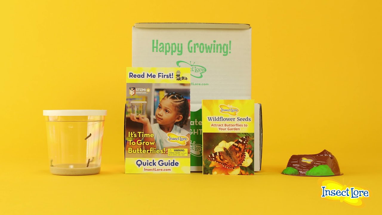 Grow Painted Lady Caterpillars into Butterflies with Insect Lore