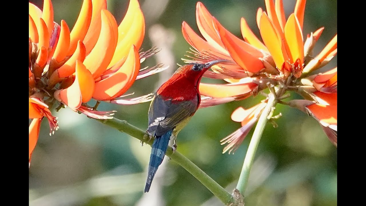Birds and Other Wildlife of Jim Corbett National Park, Uttarakhand, India - 2025