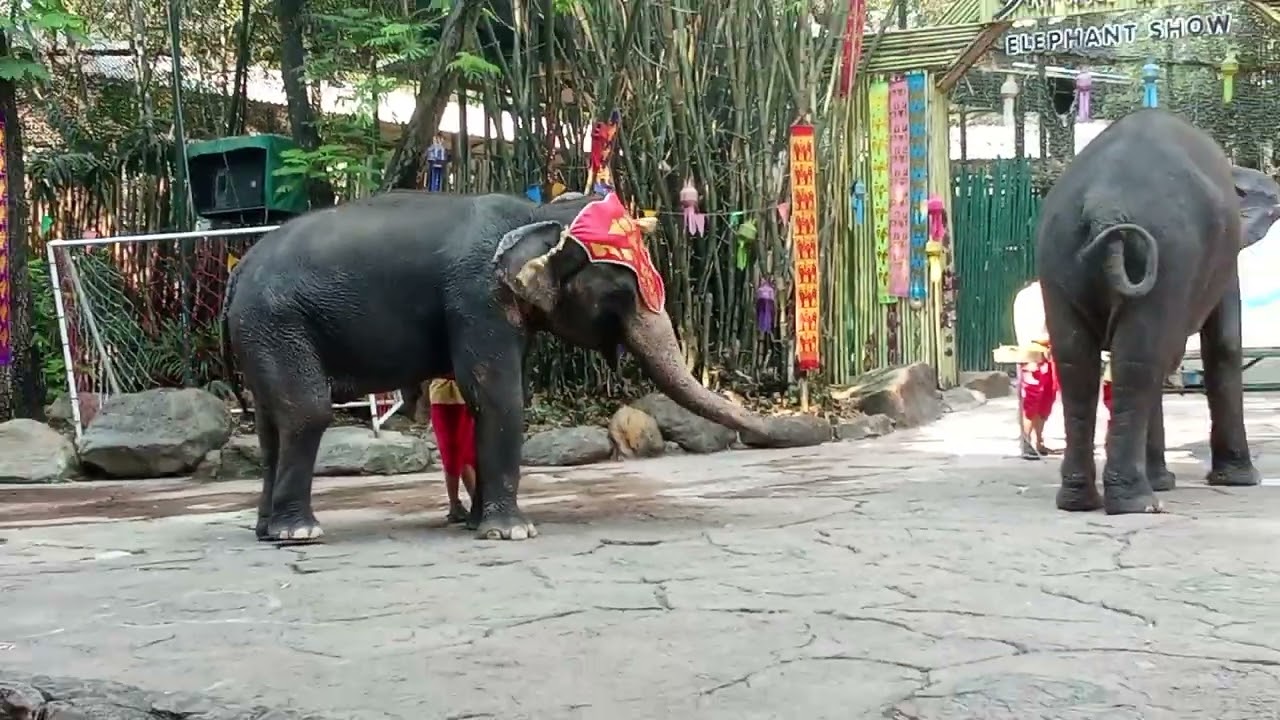 Safari world 🐘 elephant show @জুনাইরাহজাহান  @Bangkokmonkey #safariworldbangkok #thailand #elephant 