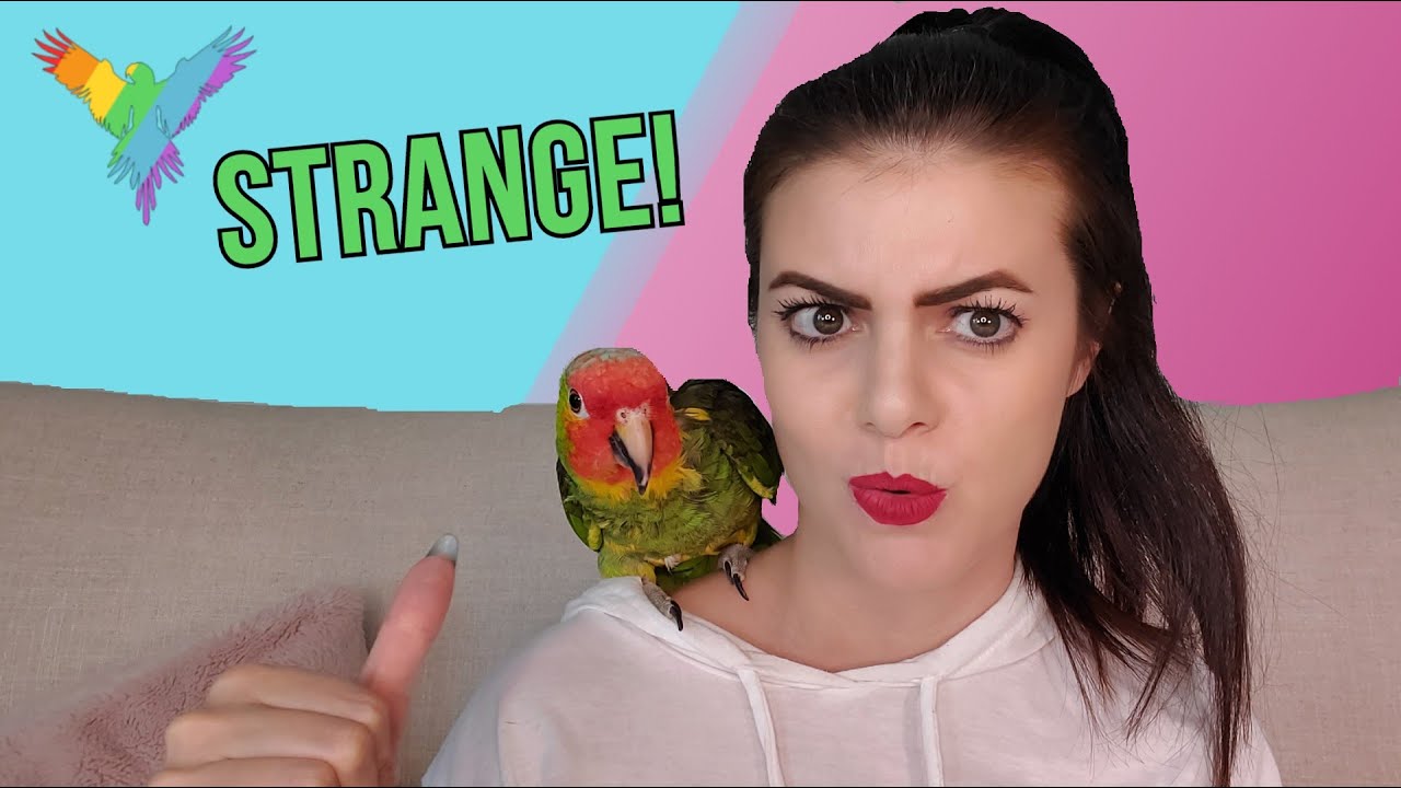 5 Interesting Things I Noticed About Amazon Parrots | PARROT TIP TUESDAY | MARLENE MC'COHEN
