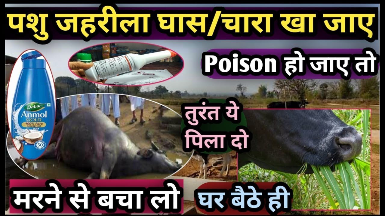 पशु जहरीला घास/चारा खा जाए||Poision हो जाए तो तुरंत ये पिला दो||मरने से बचा लो घर बैठे ही Treatment