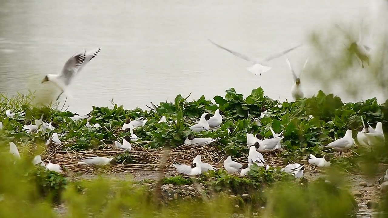 Med Gulls x3 at Willington GP,  June, 2017.