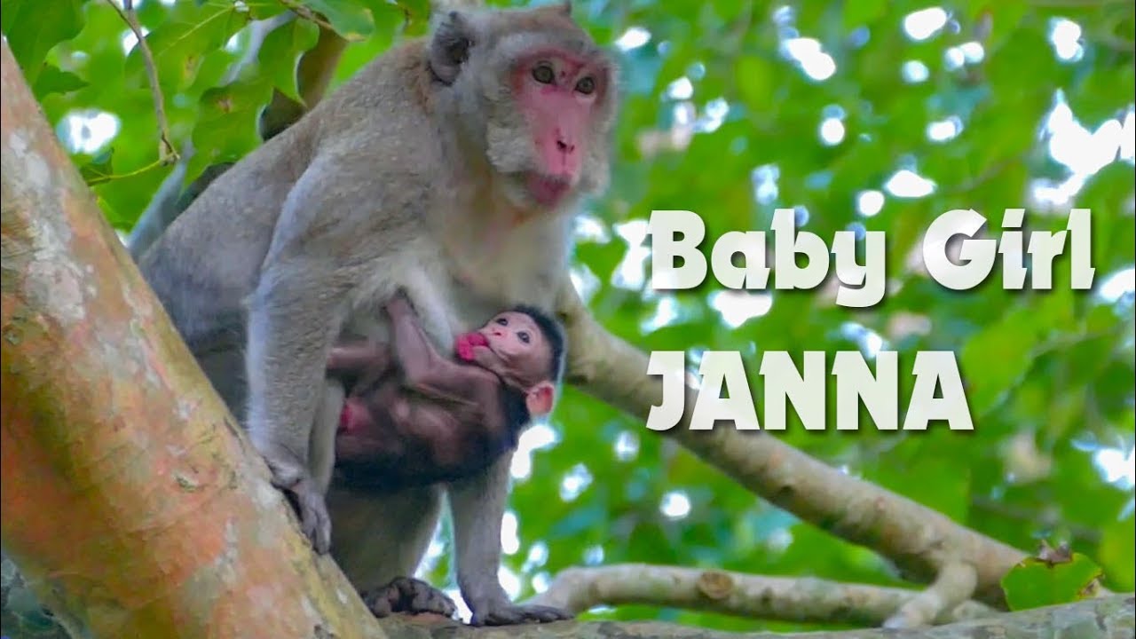Name Confirmed!!! Jane Newborn Baby Is Baby Girl And Name Is Janna - Lovely Janna - Monkey Buzz 889