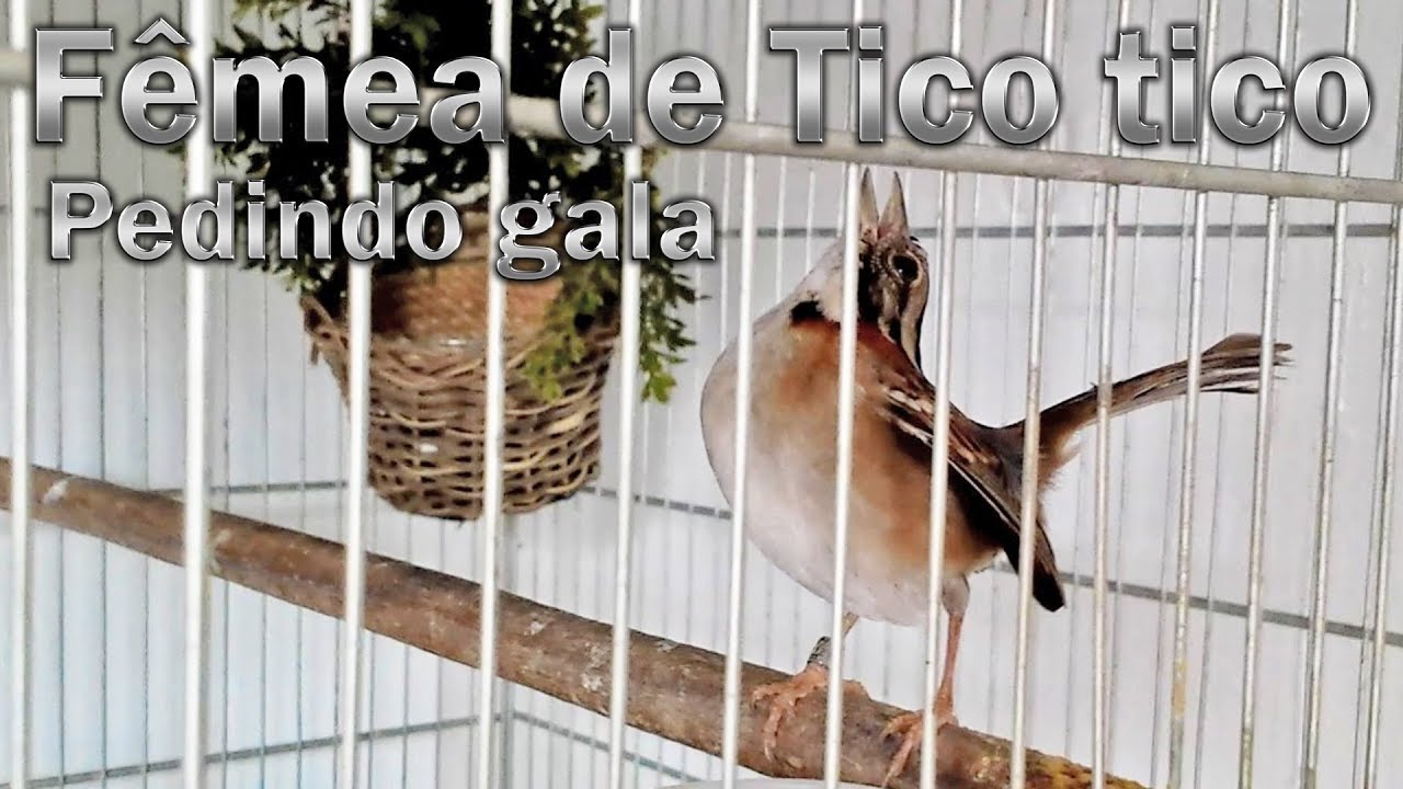 Zonotrichia capensis, самка Девы, просит гала-концерт, записанный вживую, для стимулирования пения !