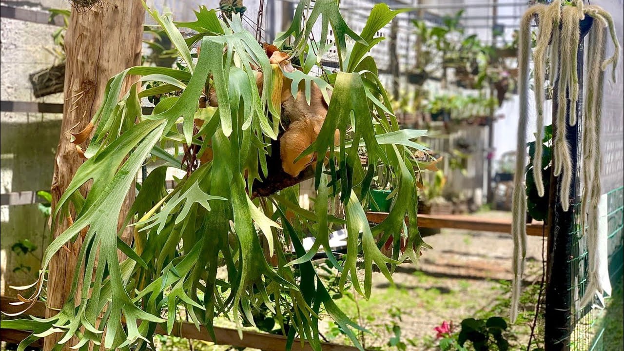 APRENDA A CULTIVAR CHIFRE DE VEADO - PLATYCERIUM