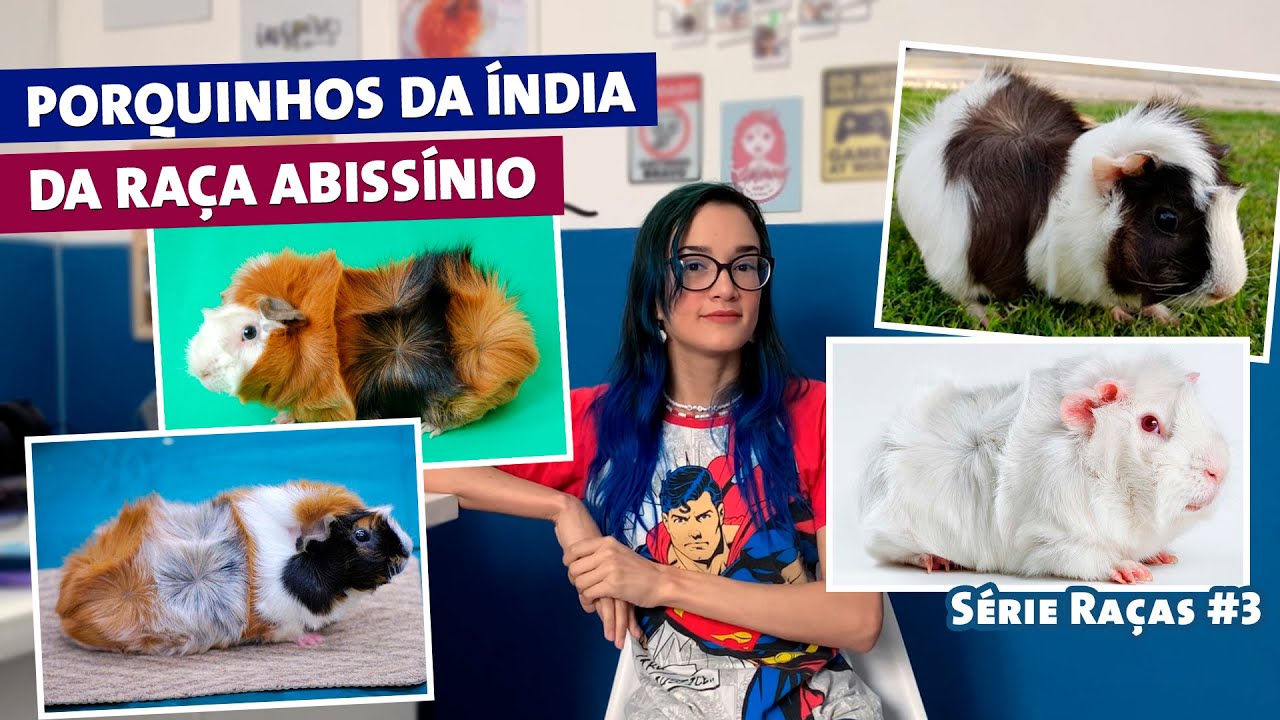 PORQUINHOS DA ÍNDIA DA RAÇA ABISSÍNIO - SÉRIE RAÇAS #3