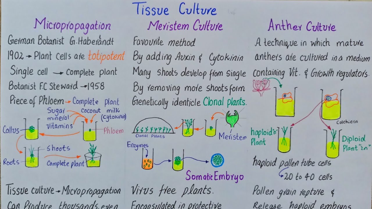 Tissue culture | Meristem culture | Anther culture | Cell suspension culture | class 12