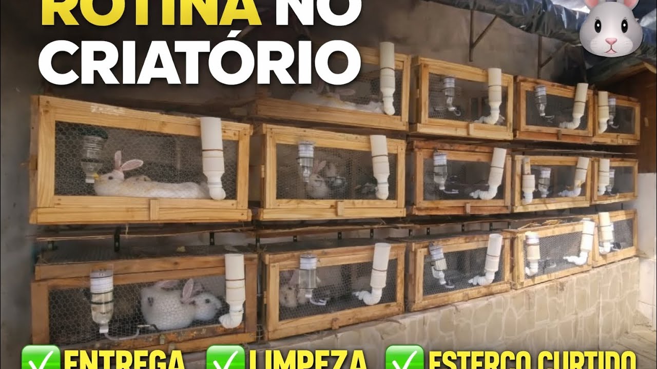Rotina no criatório: entrega de filhotes, limpeza e reaproveitamento do esterco 🐰🌱