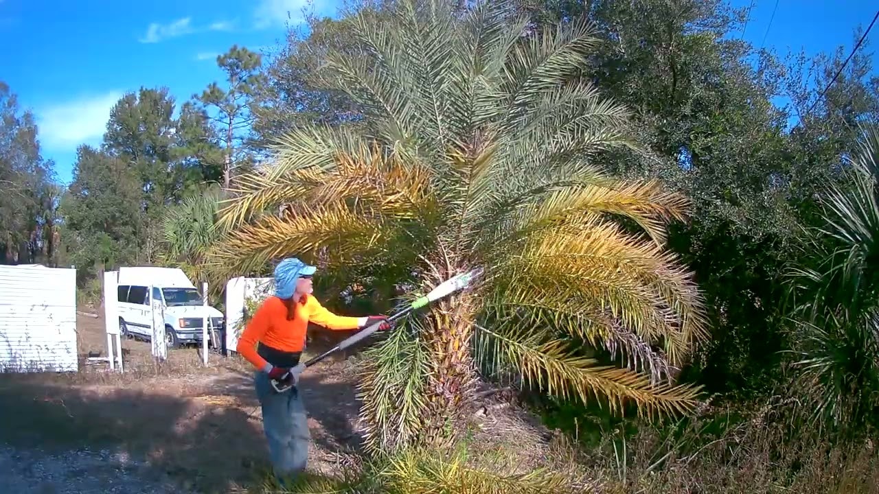 Tree Trimming Again