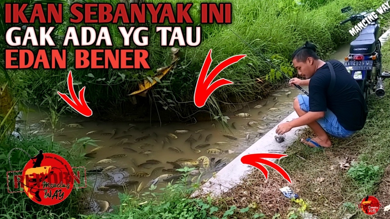 PLUNG NYUT...!!! Kok Bisa Gak Ada Yang Tau Auto Panen Ikan Nila Gacor Dor
