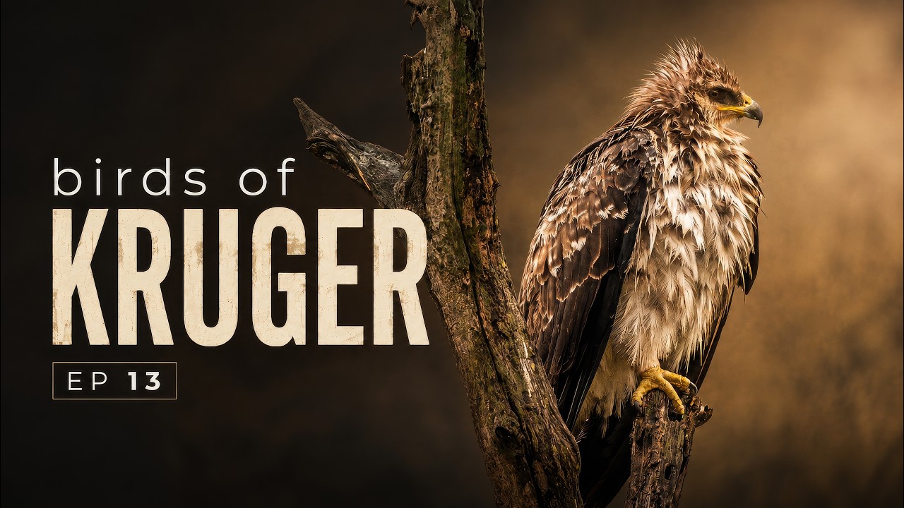 Birds of Kruger: Episode 13 | Bird Broadcast | 2025/02/09
