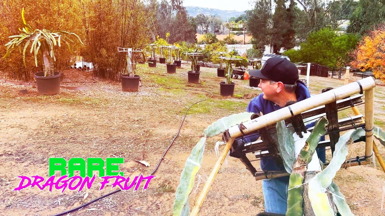 WATCH ME MOVE a LARGE DRAGON FRUIT to a NEW TRELLIS / UPGRADE / NEW and IMPROVED SOIL