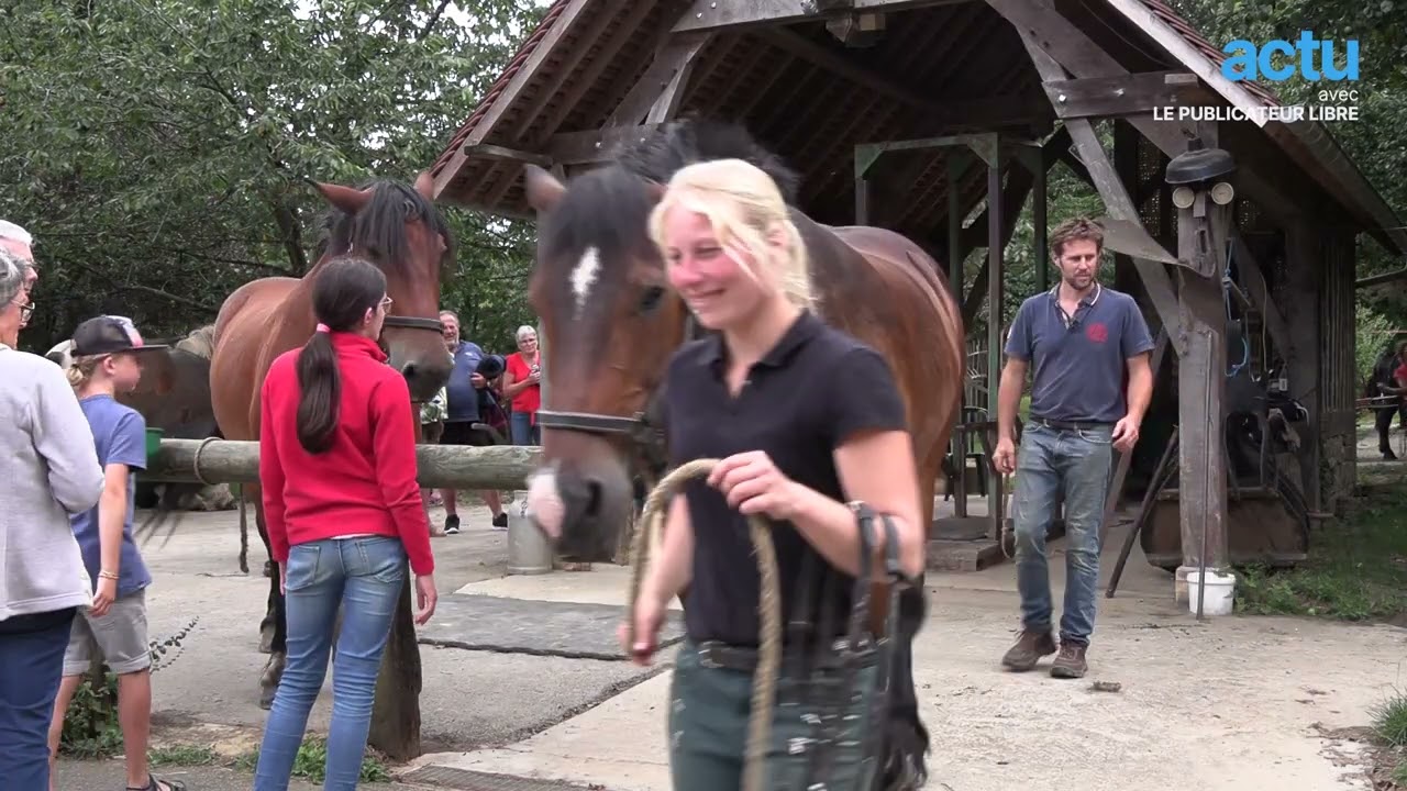 Cette ferme est le paradis des chevaux de trait