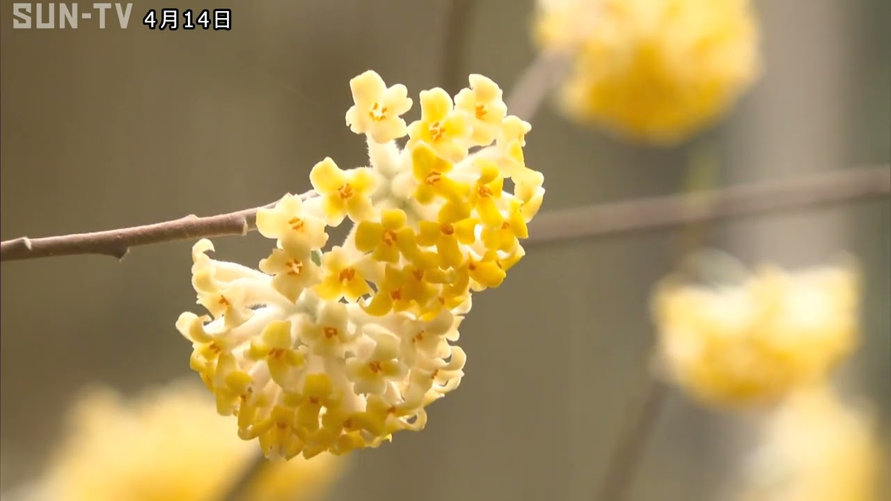 和紙の原料にも使われるミツマタが開花 宍粟市の杉林