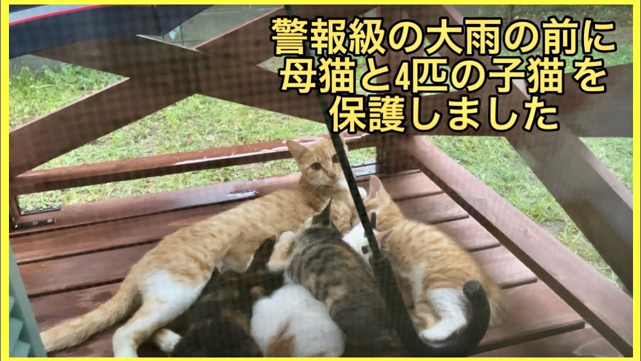 大雨の前に母猫と4匹の子猫を保護しました　保護前〜子猫の里親まで