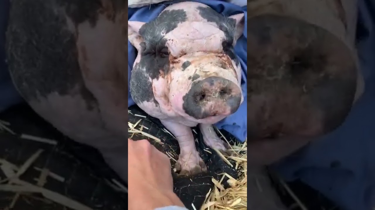 Pig In the Worst Condition Ever Seen 💔🐷