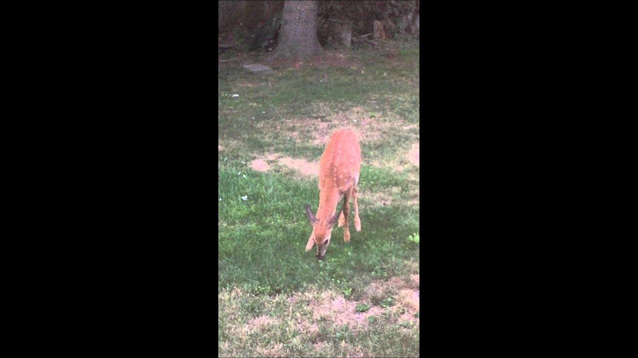 Baby in backyard