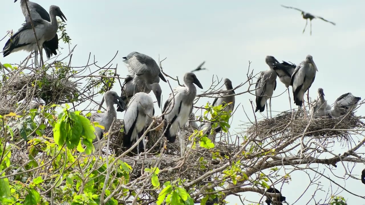 Documentary Of Geography Unlocking ! The Mystery Of Avian Sanctuary's Tree Visitors Story 0001