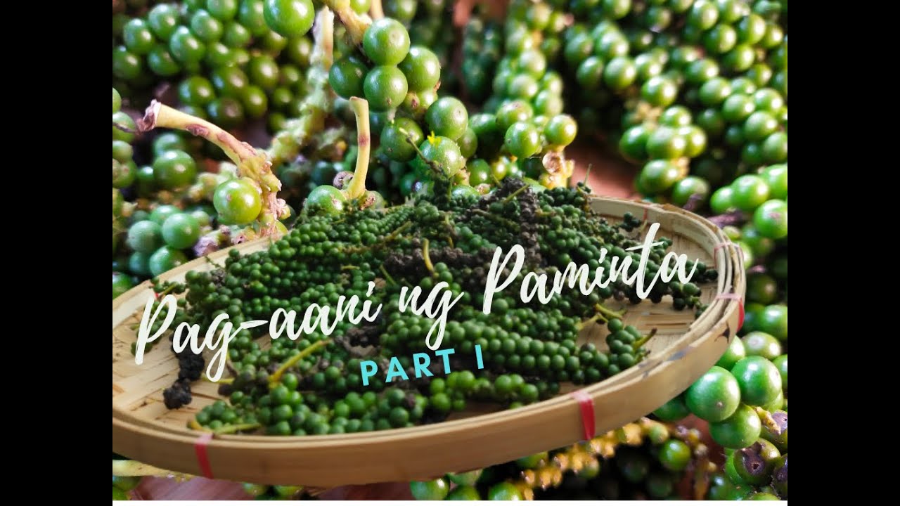 Pag - aani ng Paminta (Black Pepper)  Part 1