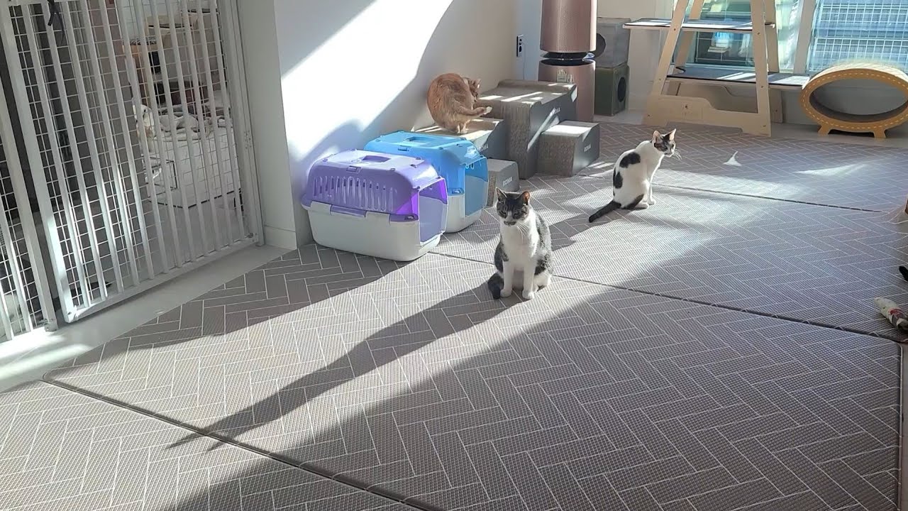 똥괭이네 새 집을 소개합니다😊