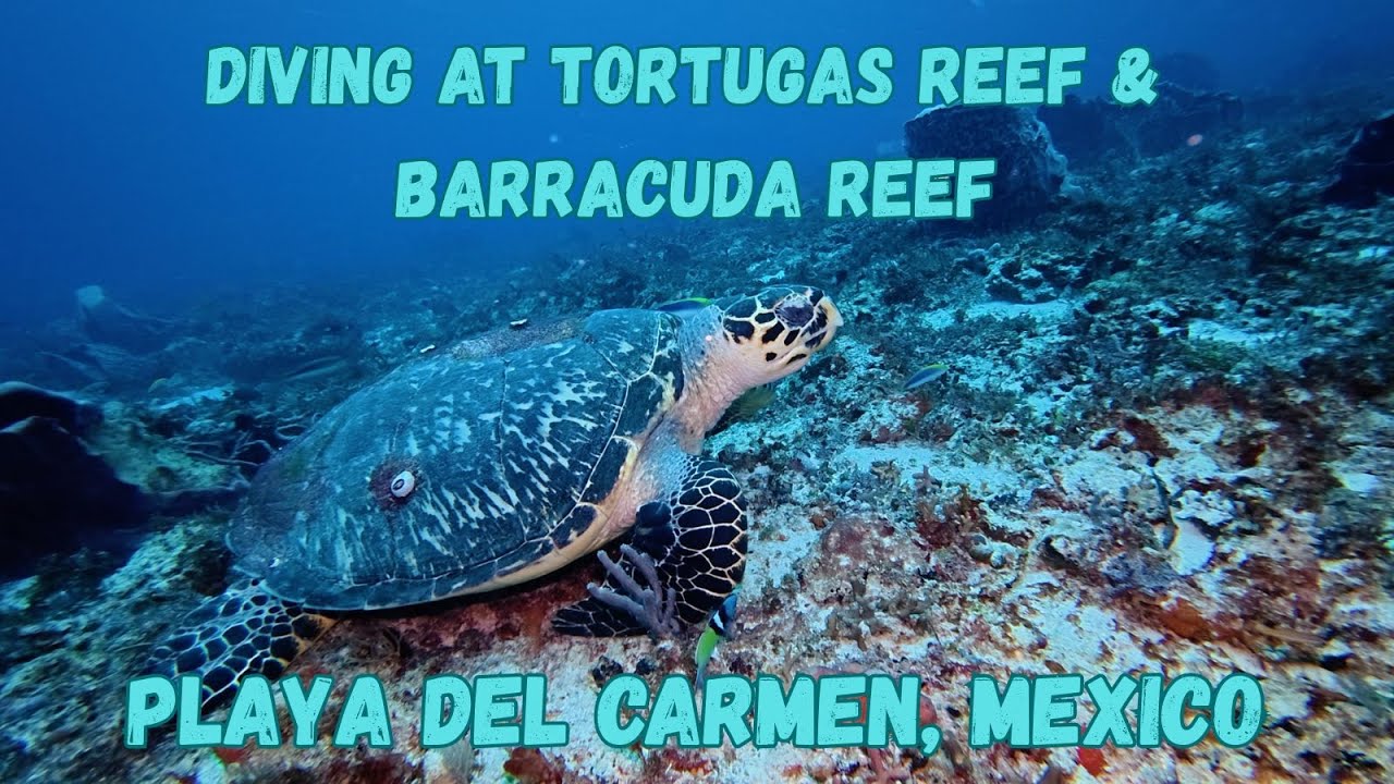 Diving at Tortugas Reef & Barracuda Reef, Playa del Carmen, Quintana Roo, Mexico.