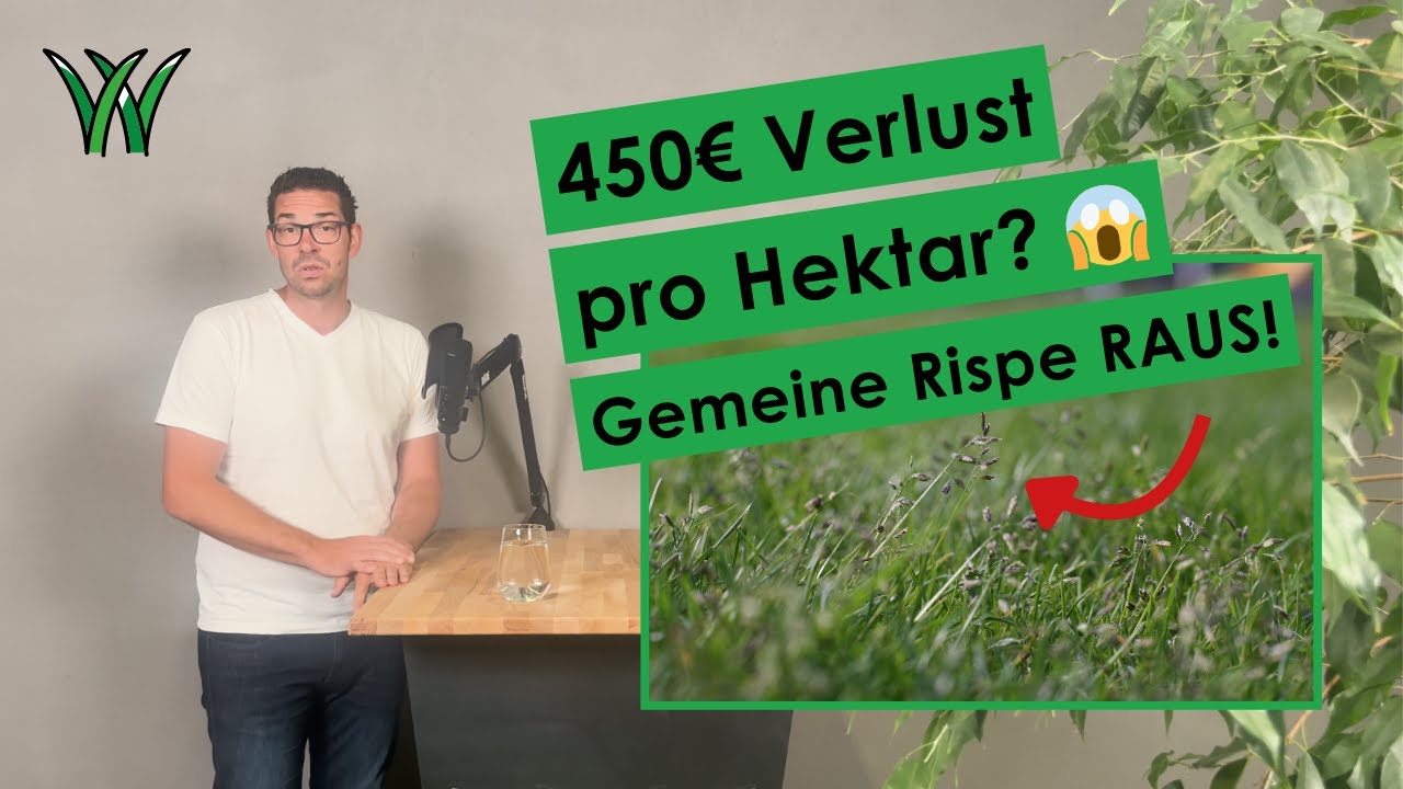 Gemeine Rispe: 7 Aha-Momente, die dir jedes Jahr Geld sparen! 💰