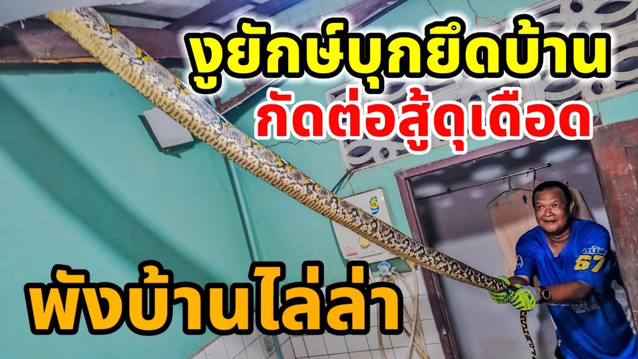 งูยักษ์ บุกบ้านกัดต่อสู้ดุเดือด