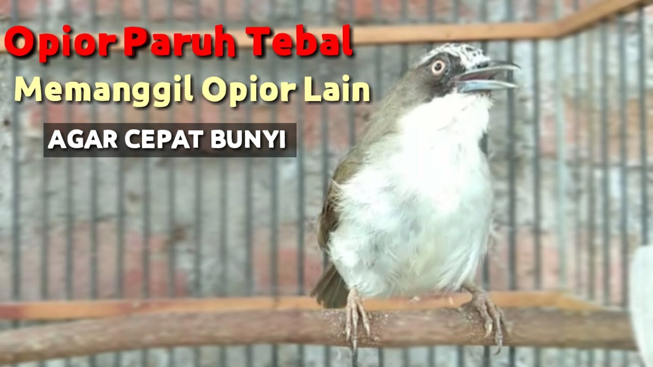 Burung Opior Paruh Tebal Memanggil Opior Lain Agar Cepat Bunyi.