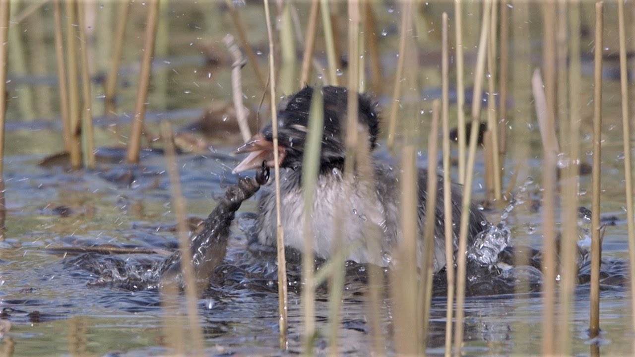 Little Grebe chick struggles with a biting larva of the great silver water beetle