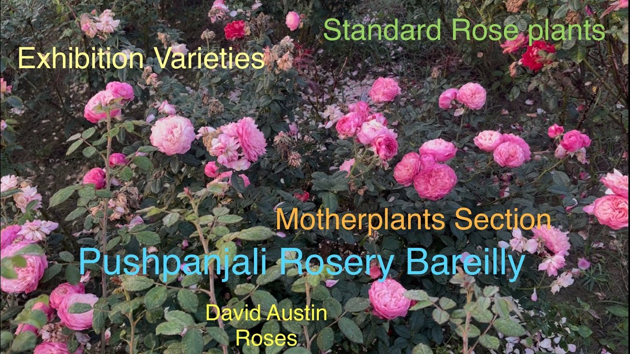 🌹Motherplant Section | latest varieties | Standard | Best Varieties | Pushpanjali Rosery Bareilly