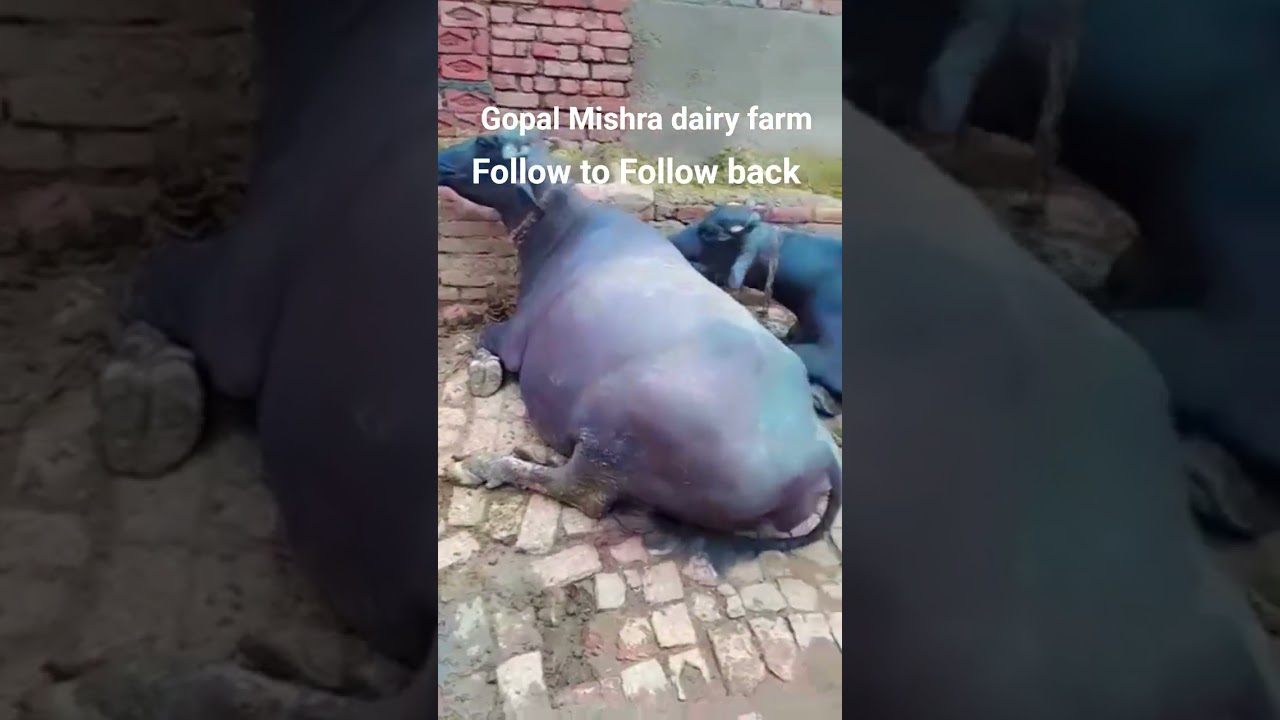 gopal Mishra dairy farm 