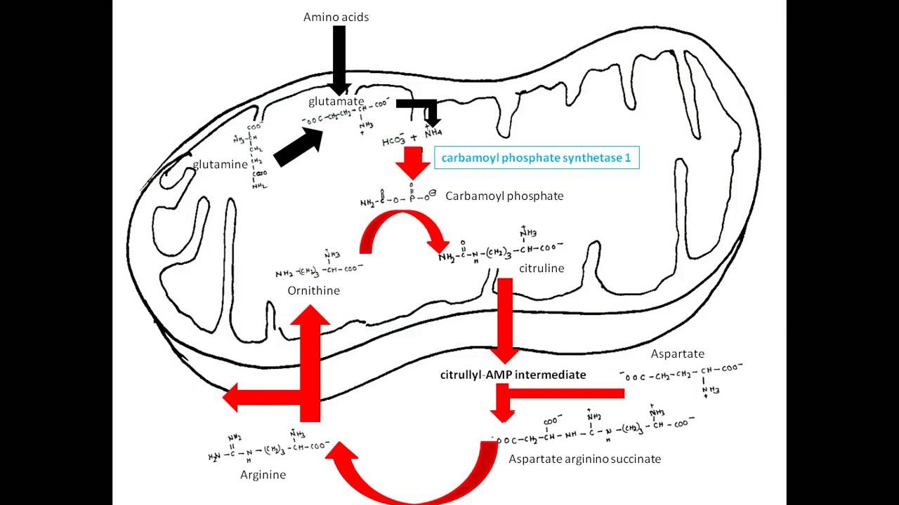 Цикл мочевины